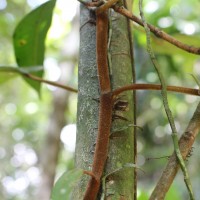 Ficus laevis Blume